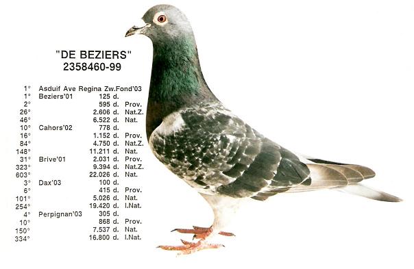 Photo of pigeon