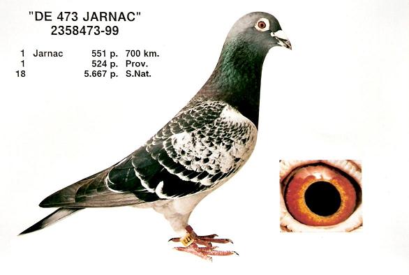 Photo of pigeon