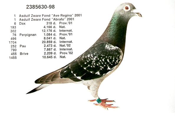 Photo of pigeon