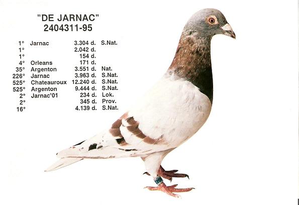 Photo of pigeon