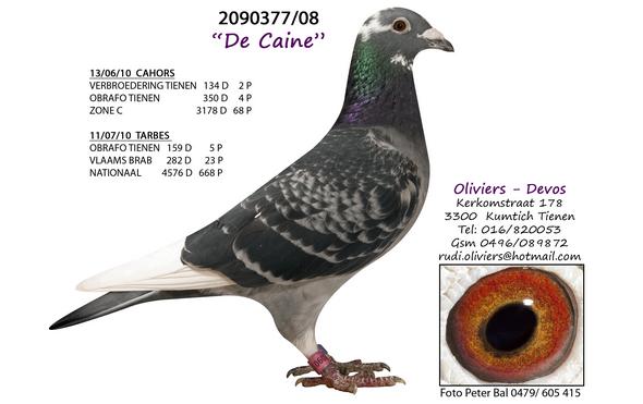 Photo of pigeon