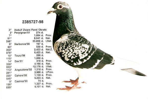 Photo of pigeon