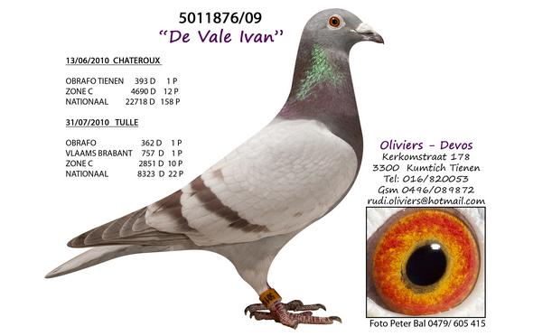 Photo of pigeon